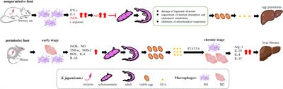 Trained immunity: a cutting edge approach for designing novel vaccines against parasitic diseases?